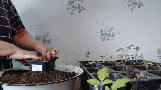 Садово-огородная сага. А вот и опаздавшие! Приготовила питательный грунт и пересадила томаты.