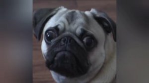 подписывайтесь на канал Мега мяу ;это первое видео которое я первый которая сделал вот так