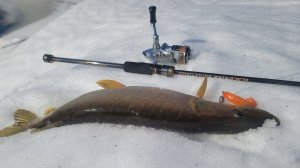 Успели кайфануть перед половодьем! Легкий джиг с берега.