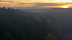 Мой папа — медведь — зарубежный трейлер