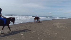 День третий. Лошадкииии.