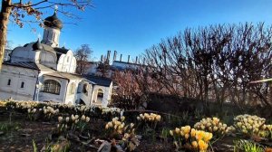 Первые подснежники (крокусы) в парке «Зарядье» у Храма Зачатия праведной Анны, что в углу