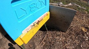 Пчёлы 2026-04-03 - часть 10