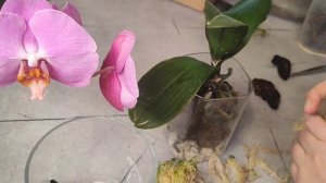 Пересадка двух Fangmei Black Piano 🎹,