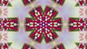 Весна! Очаровательные тюльпаны 6! Киностудия Мудрого Кота Тимофея!