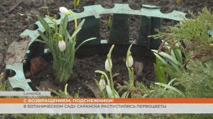 В Ботаническом саду Саранска распустились первоцветы