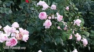 Милая Золушка роза Синдерелла (Cinderella)