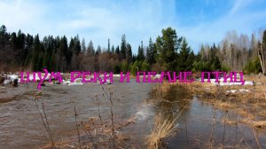 Звуки дикой природы. Река и пение птиц. Релакс. (4К  Ultra HD)