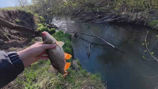 РУЧЕЙ 15 см, А РЫБЫ МНОГО Рыбалка в сказочном месте на спиннинг.