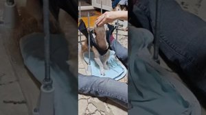 Занятия Снежка на тренажёре