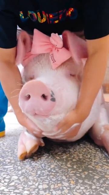 Да, дело не в экологии, не во влиянии на здоровье.. А только в этой одной банальной вещи.