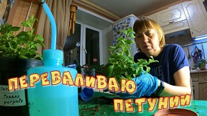 Сеем томаты и переваливаем петунии