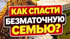Что делать, если пчелосемья осталась без матки? Пчеловодство, пчёлы