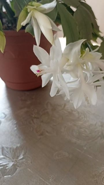 Нежный декабрист цветёт в марте.