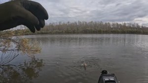 🔺️🎣ОКУНЯРА ЗАВЕС🎣🔺️fishing#туризм#природа#ловля#рыбалка#щука#ловлящуки#ночевка#Чулым#река#спинни
