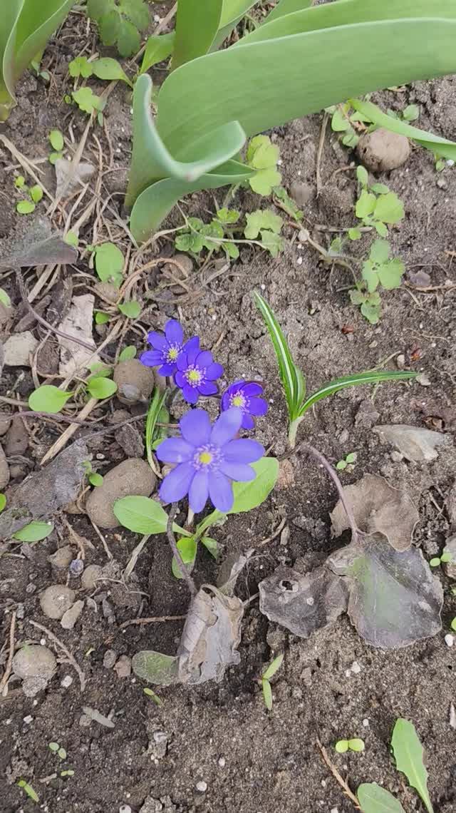 Цветение печеночницы и мускарей
