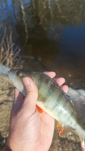 Открыл сезон.