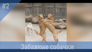 Забавные собачки #2. Сборник смешных видео с собаками.