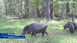 В Воронежской области стартовал сезон охоты