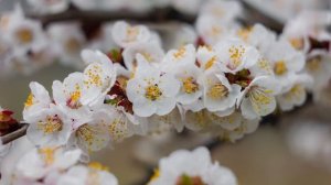 Притча об идеале.