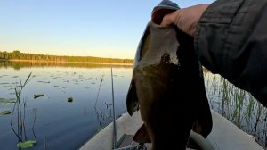 Эти КРАКЕНЫ без боя не сдаются. Рыбалка на линя Моя лучшая рыбалка!