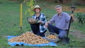 Семейная жизнь в деревне: Накопали картошки и приготовили ЧЕБУРЕКИ. К зиме готовы!