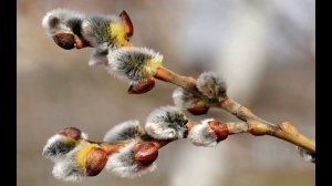 Вербное Воскресенье стихи исполнение Татьяна Талызина