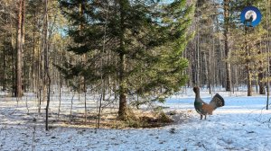 НА ГЛУХАРИНОМ ТОКУ 2026. В ТАЙГУ ХОДА НЕТ