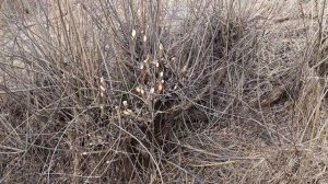 4 апреля 2026. Приехал на ручей посмотреть как перезимовал бобр.