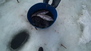 Закрытие сезона твёрдой воды 2025-2026 ФОРЕЛЬ