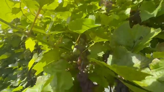 Прекрасная дача СНТ 