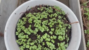 Работы в теплице продолжаются.