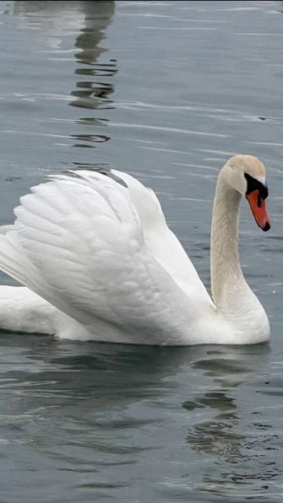 Лебединый патруль 2026 в Анапе