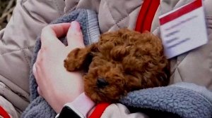 Проводник сошедшего с рельсов поезда под Ульяновском помогла вернуть щенка хозяйке.