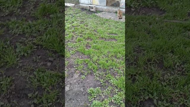 Дела огородные.