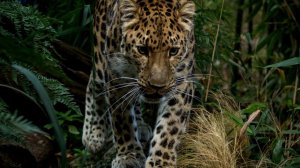 Леопард загрыз четырехлетнюю девочку во время ужина на природе