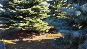 Голубые ели в Тюмени возле больницы Патрушево