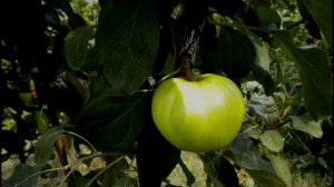 А. Куприн. Часть 5. Гранатовый браслет