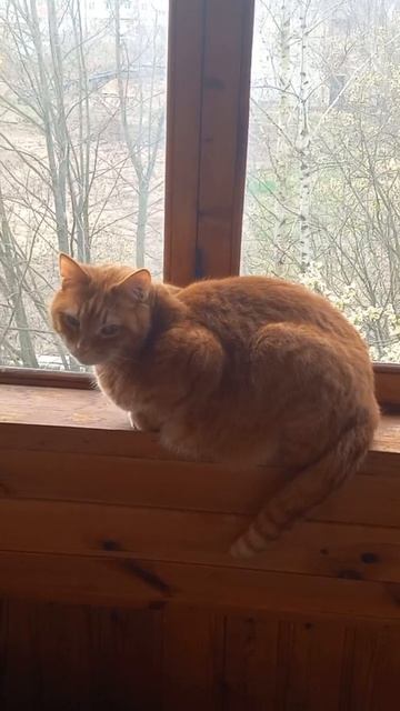 Котик Рыжик на балконе гуляет