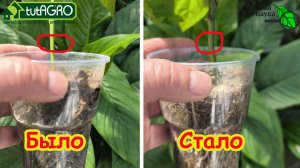 СТВОЛ ТОЛСТЕЕТ НА ГЛАЗАХ! Останавливаем рост ВВЕРХ, направляем рост ВШИРЬ! Коренастая рассада.