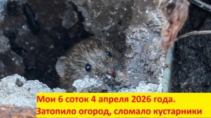 Мои 6 соток 4 апреля 2026 года. Огород ушел под воду. Сломались кусты со смородиной и яблони