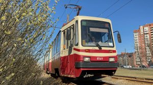 «Верба зацвела» Трамвай ЛВС-86К (71-86К) №8169 по маршруту №52 в Санкт-Петербурге, 2026 год