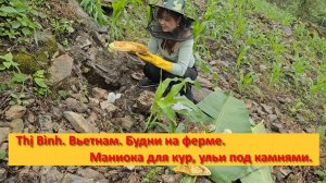 Thị Bình. Вьетнам. Будни на ферме. Маниока для кур, ульи под камнями.