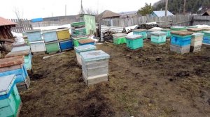 Открытие пчеловодного сезона 2026, пасека Старчевских, Сибирь