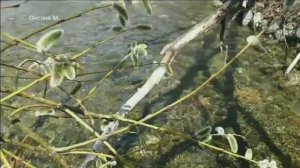 Съездили за вербой три года назад и в прошлом году.mp4