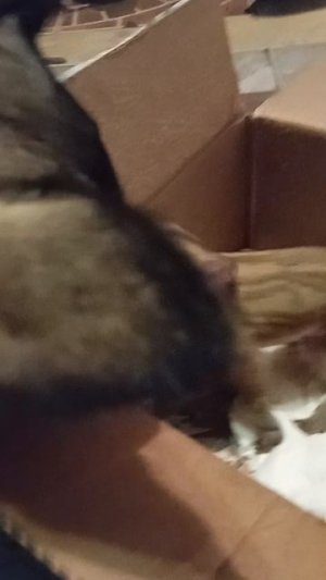 сабака лижет поросёнка ❤️