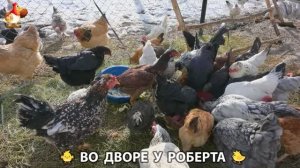 Содержание кур в домашних условиях и других птиц во дворе у Роберта 🐣🐤🦆🐔🪿🦃 (462)