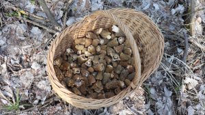 Весенний грибной сезон 2026 открыт | Шапочка сморчковая пошла в рост