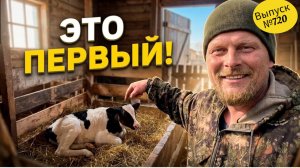 Радостные хлопоты на ферме | Телёнок родился! Смотрите как мы его растим.