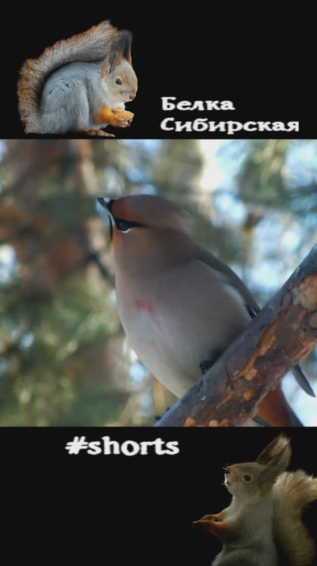 Свиристели в лесу